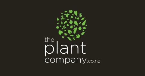 buy indoor plants online - The Plant Company