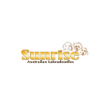 Sunrise Australian Labradoodles